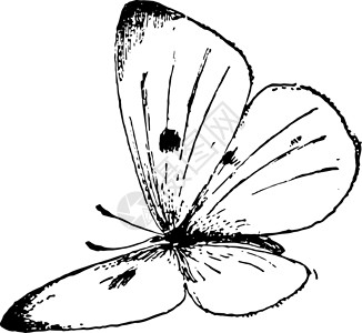 韭菜籽古董插图白色雕刻艺术黑色绘画菜籽蝴蝶插画