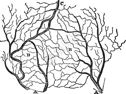 一部分皮肤的动脉和静脉复古插图背景图片