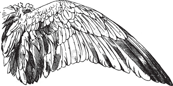 卤水鹅翅野鹅翼有鸟翅 古老的雕刻插画