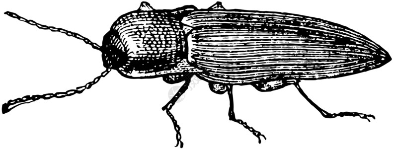 单击甲虫复古插图雕刻绘画黑色白色甲虫艺术背景图片