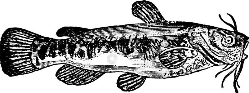 鲶鱼复古插图背景图片