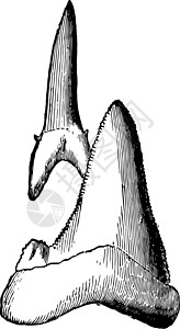 鲨鱼牙齒 古董插图背景图片
