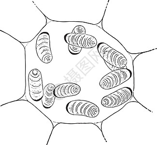 佩里维格Pellionia 植物细胞 古代插图插画