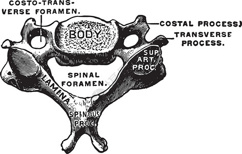 颈椎复古图背景图片
