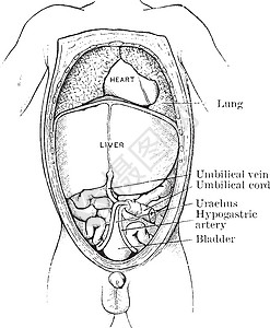 胎儿的Abdomen 陈年插图背景图片