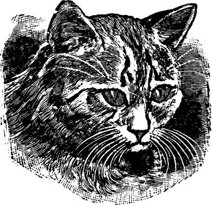 猫眼复古插画背景图片