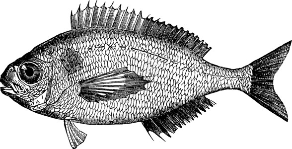 黑鲷复古插图高清图片