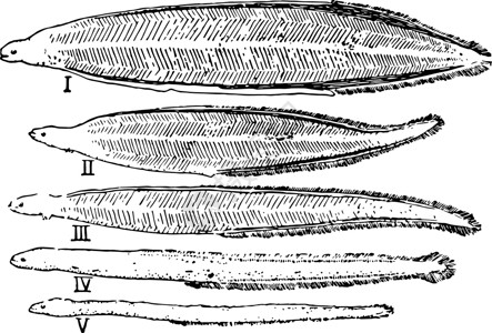 鳗鲞古代插图艺术黑色绘画形目白色雕刻插画