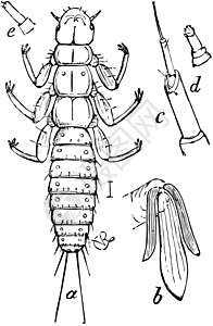 巨大的甲虫女性Bietle喷雾器 陈年插图插画