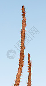 马达加斯加的仙人掌沙漠植物学植物背景图片