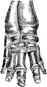 大象脚的骨骼 古代插图背景图片