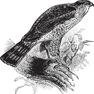 复古插图家庭鸟类绘画黑色猎物艺术雕刻白色背景图片