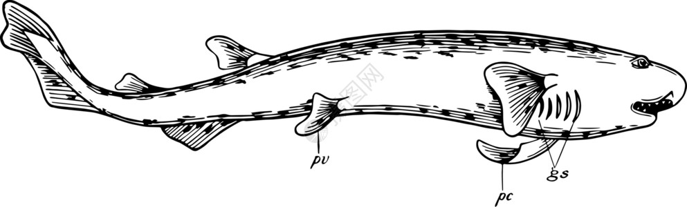 角鲨复古插图背景图片