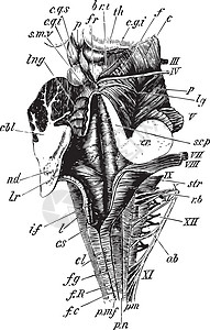 瓦罗亚美杜拉 古代插图插画