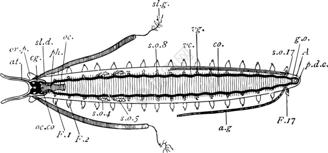 连合Peripatus 解剖复古插图插画