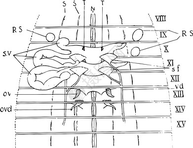 开创性的蚯蚓生殖器官 古老插图插画