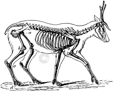 鹿的骨骼 古董插图背景图片