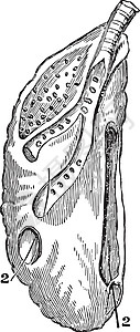 鹅的右肺 古董插图背景图片