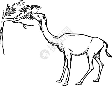 原始长颈骆驼 古董插图背景图片