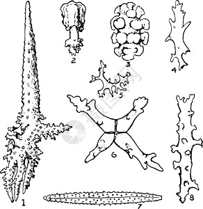 骨针Alcyonaria光谱 古代插图插画