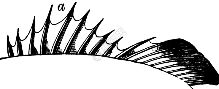 龙鱼的鳍上十个柱子 老式插图背景图片