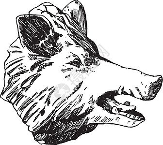 本哈杜Boar Head是由设计的 由Munchen的老古董制成插画