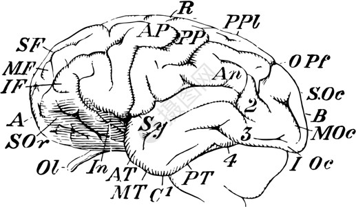 黑猩猩脑 古代插图背景图片