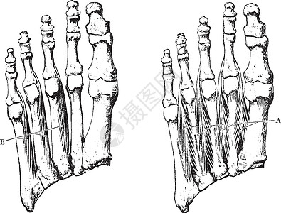 双脚的跨肌肉 老式插图背景图片