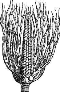 石灰岩税法 古老插图插画