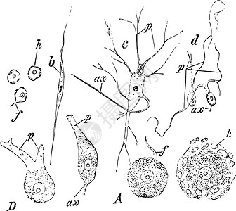 不同形式的神经节细胞复古它制作图案背景图片