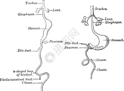 消化道的发展复古插图雕刻艺术黑色白色绘画背景图片