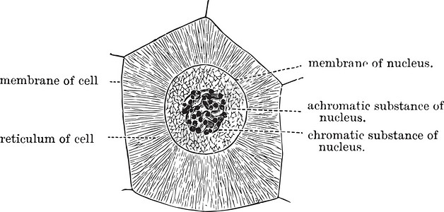 细胞及其网状结构复古它制作图案背景图片