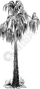 宏碁古董插图白色枫树黑色雕刻树叶绘画艺术插画