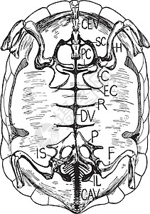 古董插图乌龟绘画骨头黑色骨骼白色雕刻艺术背景图片