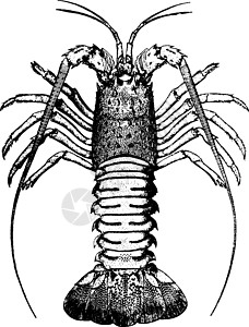 澳洲淡水龙虾龙虾 陈年插图插画
