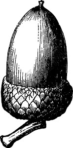 微型橡子橡子复古插画绘画黑色橡木家庭插图水果艺术雕刻植物学白色插画