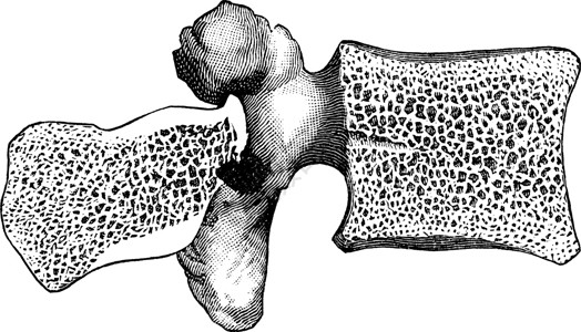 腰椎插图的骨结构背景图片