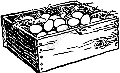 盒子里鸡蛋鸡蛋在木箱 古董插图插画