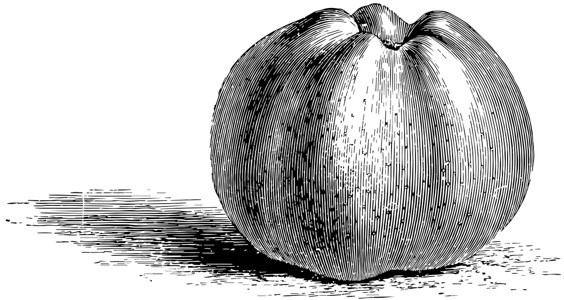 苹果古董插图雕刻卵形绘画艺术白色黑色水果背景图片