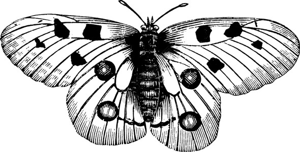 黑色蝴蝶蝴蝶复古插图鳞翅目绘画白色命令昆虫雕刻黑色进化枝艺术插画