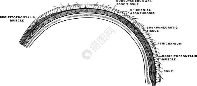 Scalp 人造图解剖科 年资插图背景图片