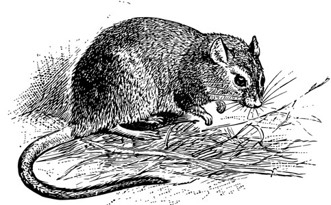沙鼠长的Gerbil 古老的插图插画