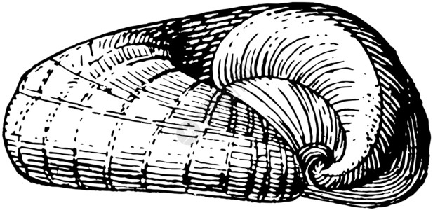 陈年插图艺术蜗牛雕刻绘画白色黑色背景图片