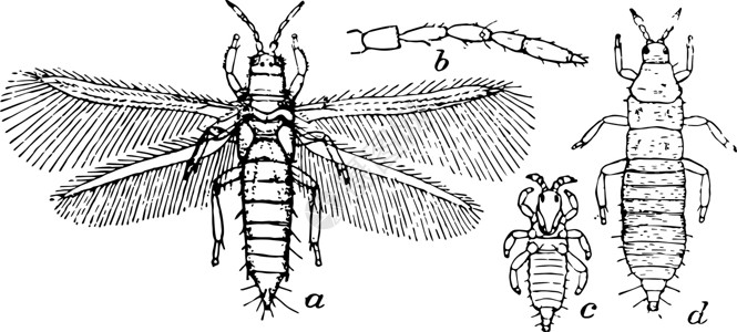 烟粉蓟马插图洋葱粉虱艺术黑色白色害虫雕刻绘画农作物插画