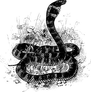 眼镜王蛇复古插画背景图片