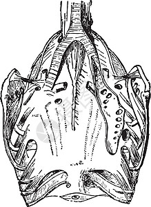 鸽子的呼吸器官 陈年插图背景图片