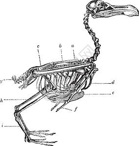 鸟骨架插图的骨架插画