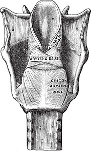 肌肉背影拉林克斯肌肉的背影 古代插图插画