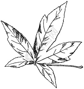 美国琥珀树古代插图的叶子背景图片