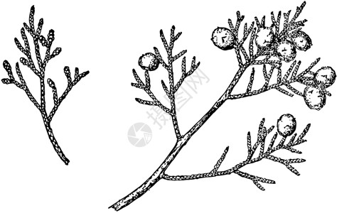 南下加利福尼亚州加利福尼亚州Juniper古典插图的分支插画